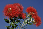 pohutukawa900.jpg